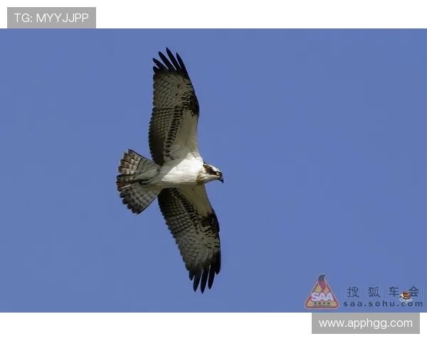 苍鹰直播：翱翔天际的猛禽视野全记录